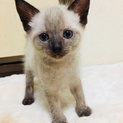 ブルーアイのきれいな目の子猫