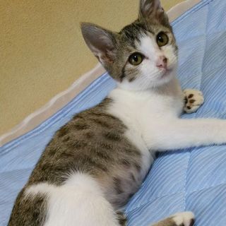 甘えん坊なキジシロちゃん！