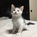 子猫のきょうだい！生後2ヶ月