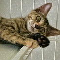 愛くるしいミミちゃん里親様募集中