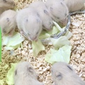 キンクマハムスターの里親募集してます