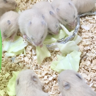 キンクマハムスターの里親募集してます