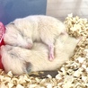 キンクマハムスターの里親募集してます サムネイル2