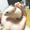 キンクマハムスターの里親募集してます サムネイル3