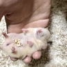 キンクマハムスターの里親募集してます サムネイル4