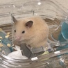 キンクマハムスターの里親募集してます サムネイル5