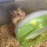 キンクマハムスターの里親募集してます サムネイル6