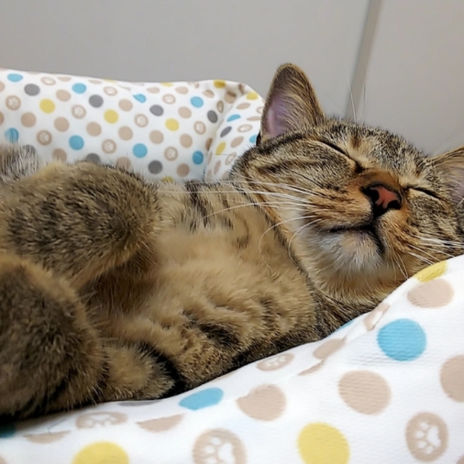 ぷりっこのカバー写真