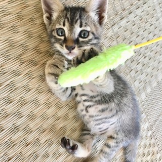 里親さま決まりました☆