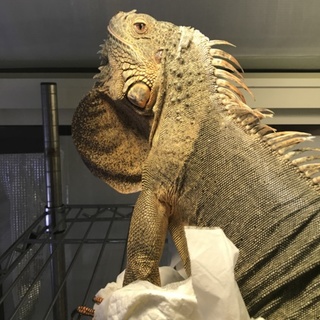 グリーンイグアナ（エリスリスティック３歳）里親募集