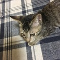 里親さん募集