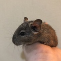  デグー 生後3ヶ月程のヤングから半年〜のアダルト