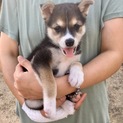 里親さま決まりました☆