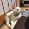 の写真