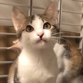 8/26 terraの里親会に参加します。