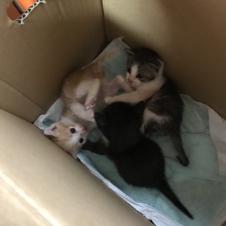 甘えん坊の子猫です