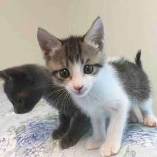 6週くらい　白きじ　しろりんちゃん