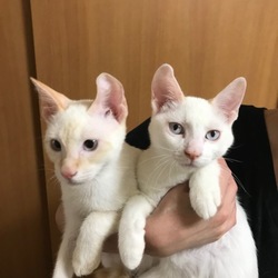 ＊子猫譲渡会＊一時預かりボランティアさん募集説明会