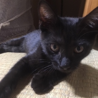 大人しく人懐こいメスのくろねこちゃん