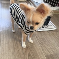 こてつ