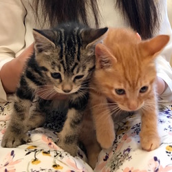 ＊子猫〜大人猫のネコ譲渡会＊