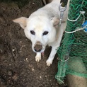 老犬です…