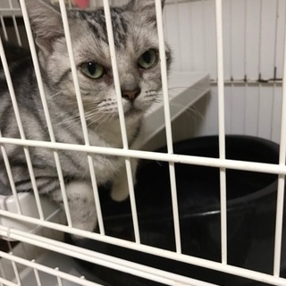 ブリーダー繁殖に使われてたアメショーちゃんです♀