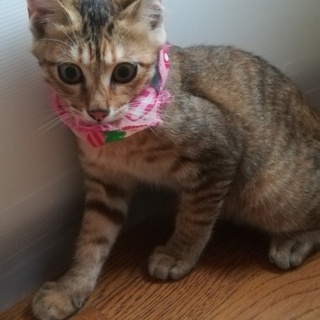 トラトラ模様の子猫