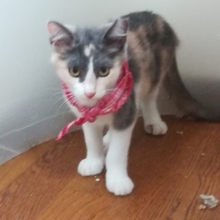 グレー三毛にゃん