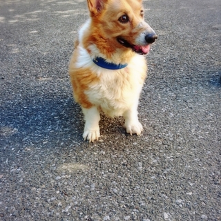 コーギー★五歳前後★男の子