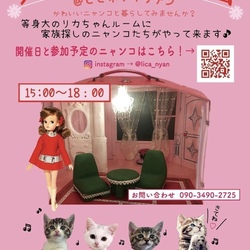 リカにゃんハウス譲渡会