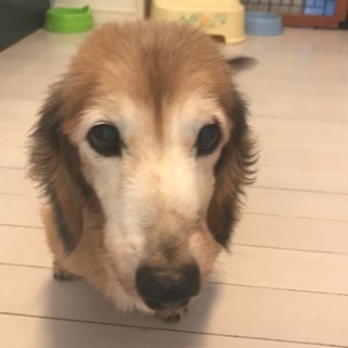 まだまだ元気な甘えん坊君です