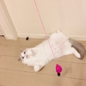 きのこ1117