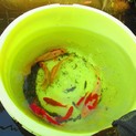 色とりどりの金魚貰ってください。最大20匹まで。