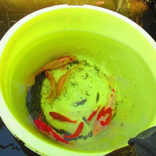 色とりどりの金魚貰ってください。最大20匹まで。
