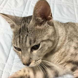 甘え方が激しめ ぎんじくん