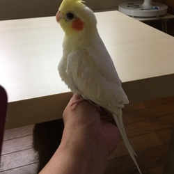 オカメインコのクーちゃん