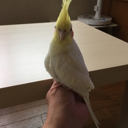 「オカメインコのクーちゃん」サムネイル2