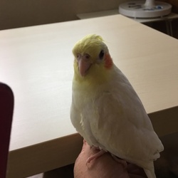 「オカメインコのクーちゃん」サムネイル3