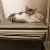お気に入りの場所で仲良く寝てます