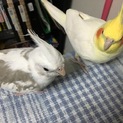 いつ応募多数につき一旦締切ます