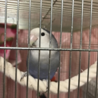 里親さんが見つかりましたので募集を終了しました