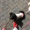 一途な甘えん坊ダックス★ブルック サムネイル2