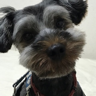 元気一杯な甘えん坊シュナmix★ハーヴェイ