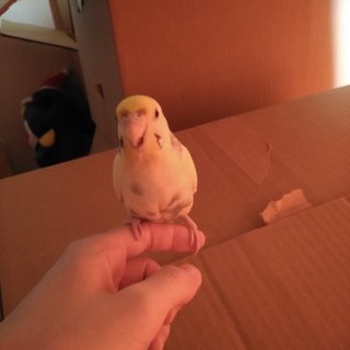 セキセイインコのメス