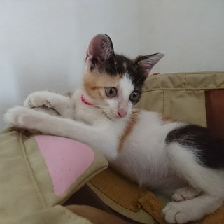 可愛い三毛子猫の里親様を募集してます