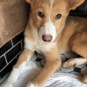 とても良い子です！