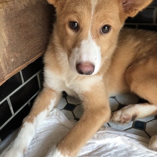 とても良い子です！