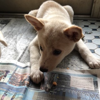 可愛いクリーム系