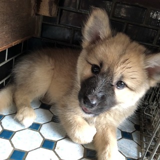 可愛いモフモフな小夜ちゃん！